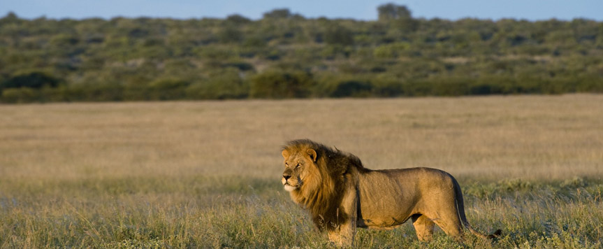Lion dans la plaine